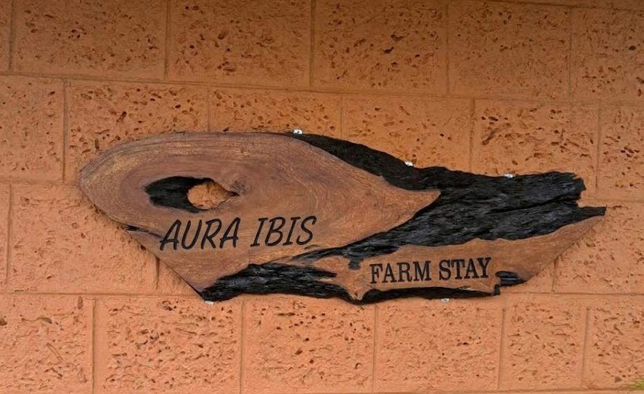 Aura Ibis
